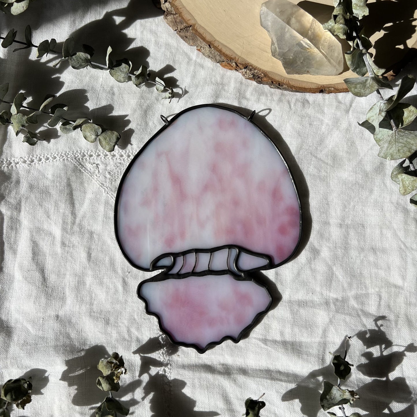 Cannonball Jellyfish image 3
