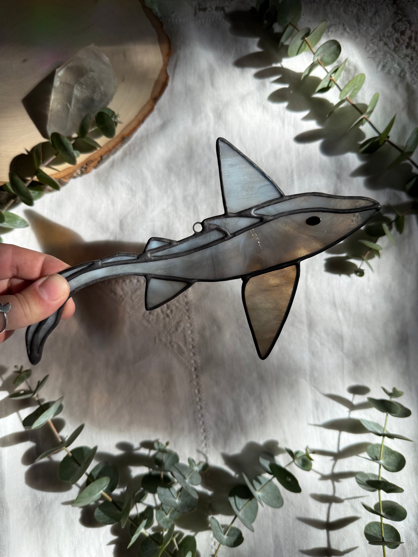 Gray Ghost Shark