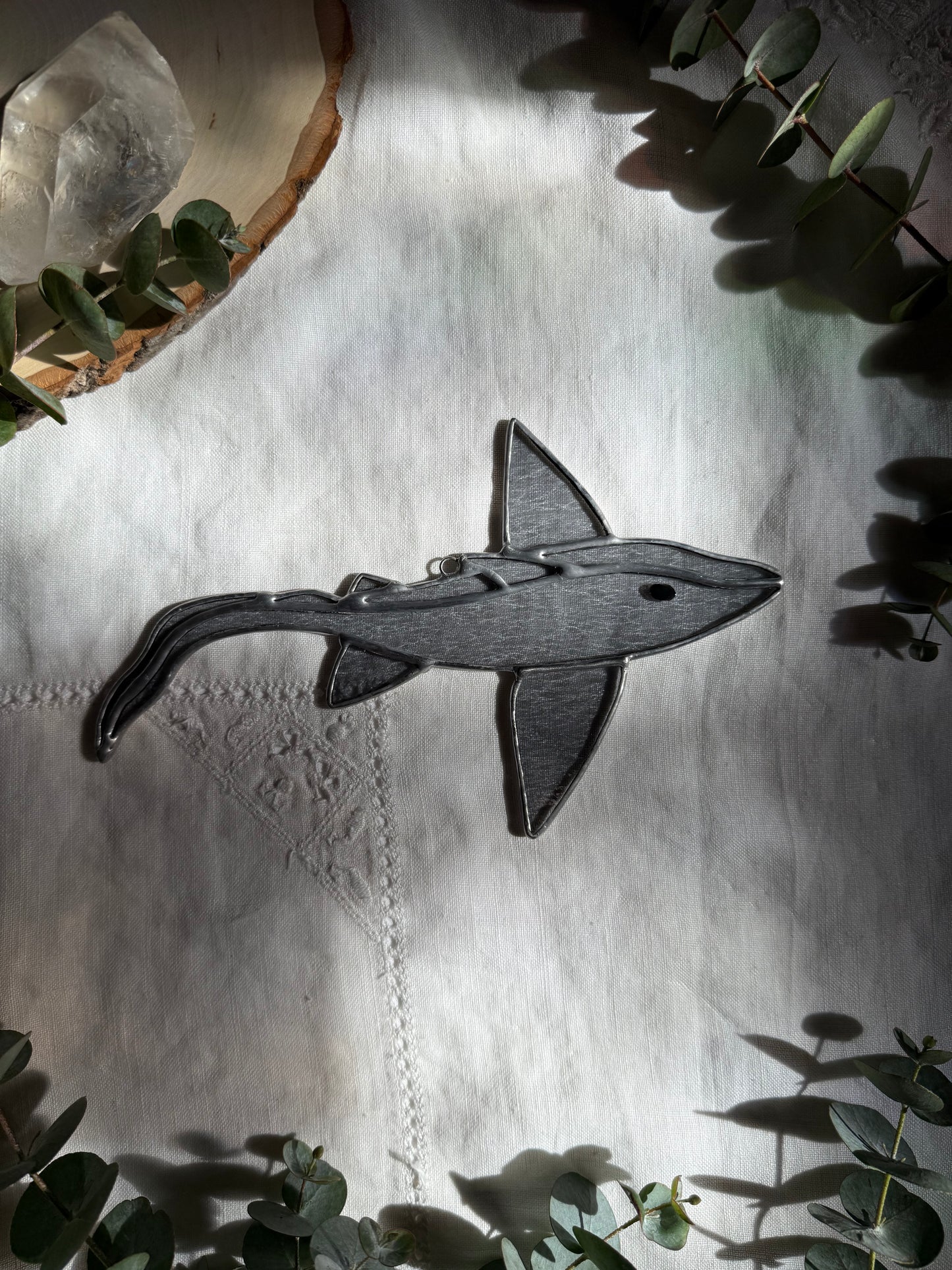 Pale Gray Ghost Shark