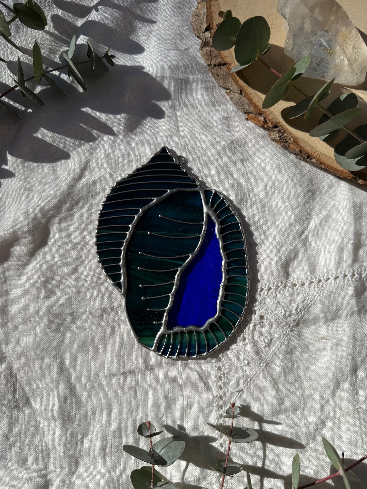 Blue-Green Scotch Bonnet Shell