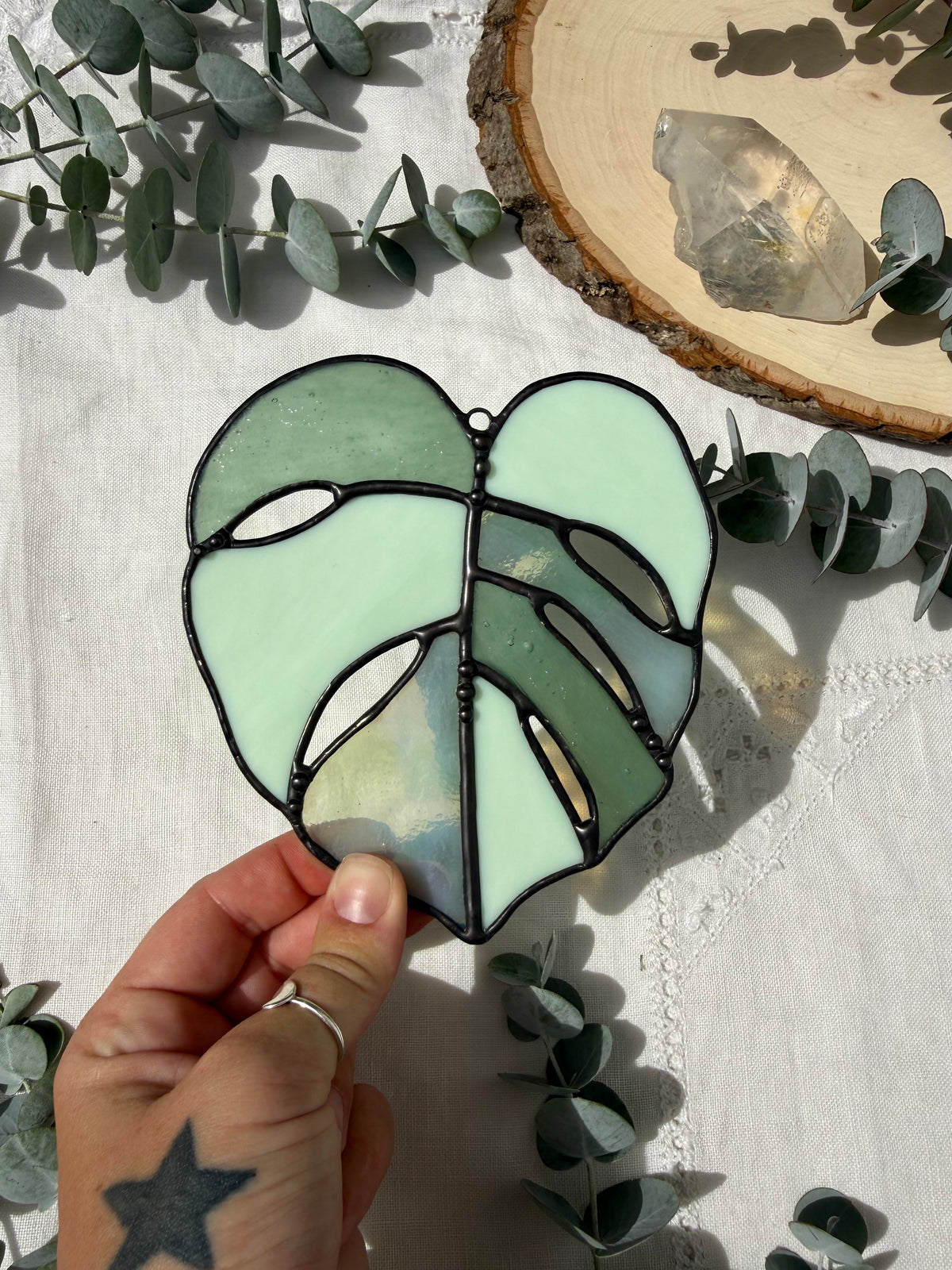 Multi-Green Monstera