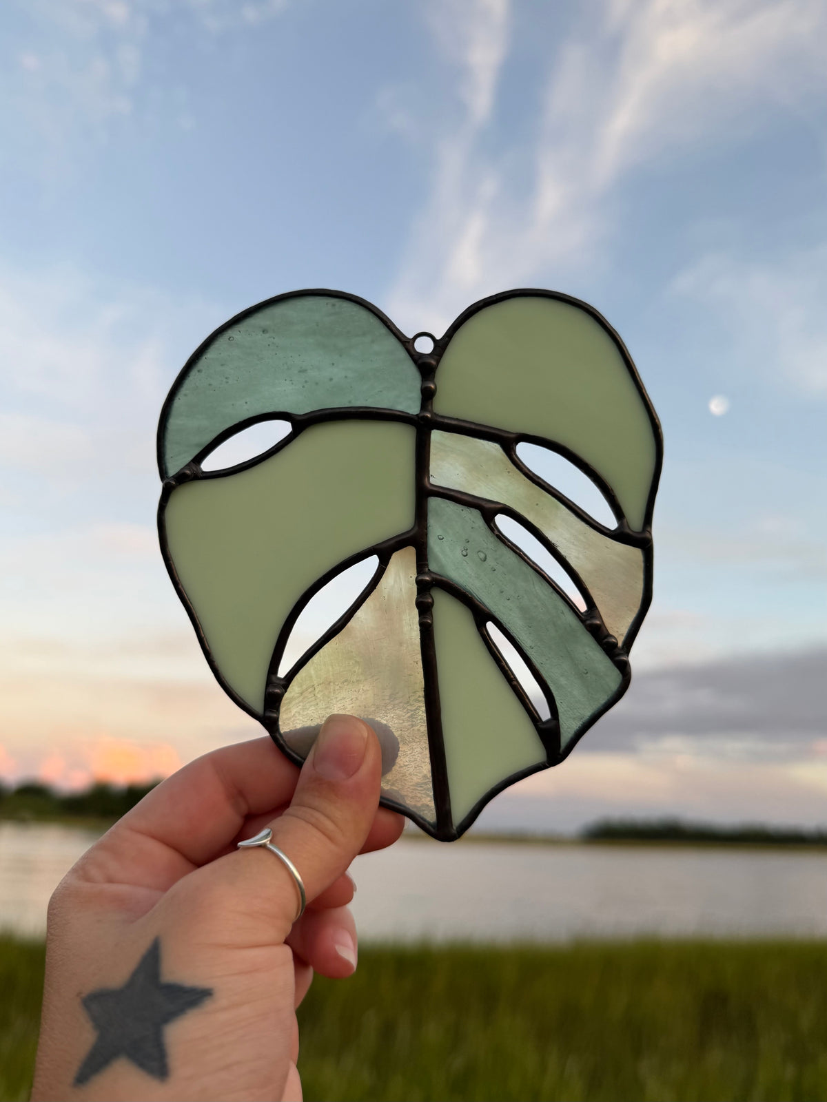 Multi-Green Monstera
