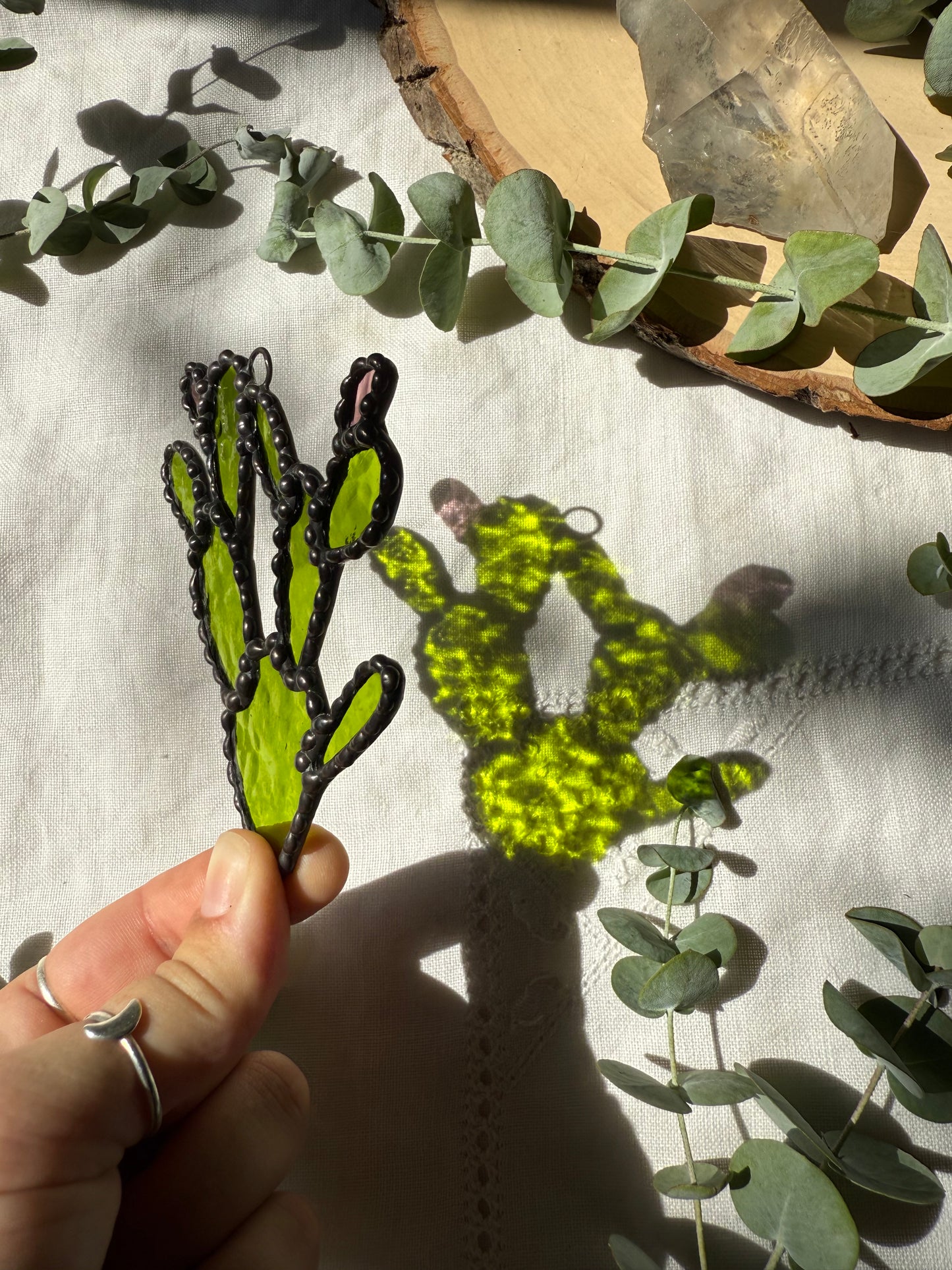 Prickly Pear Cactus