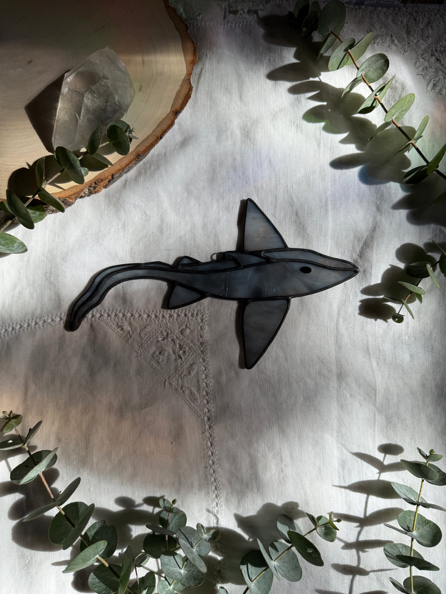 Gray Ghost Shark