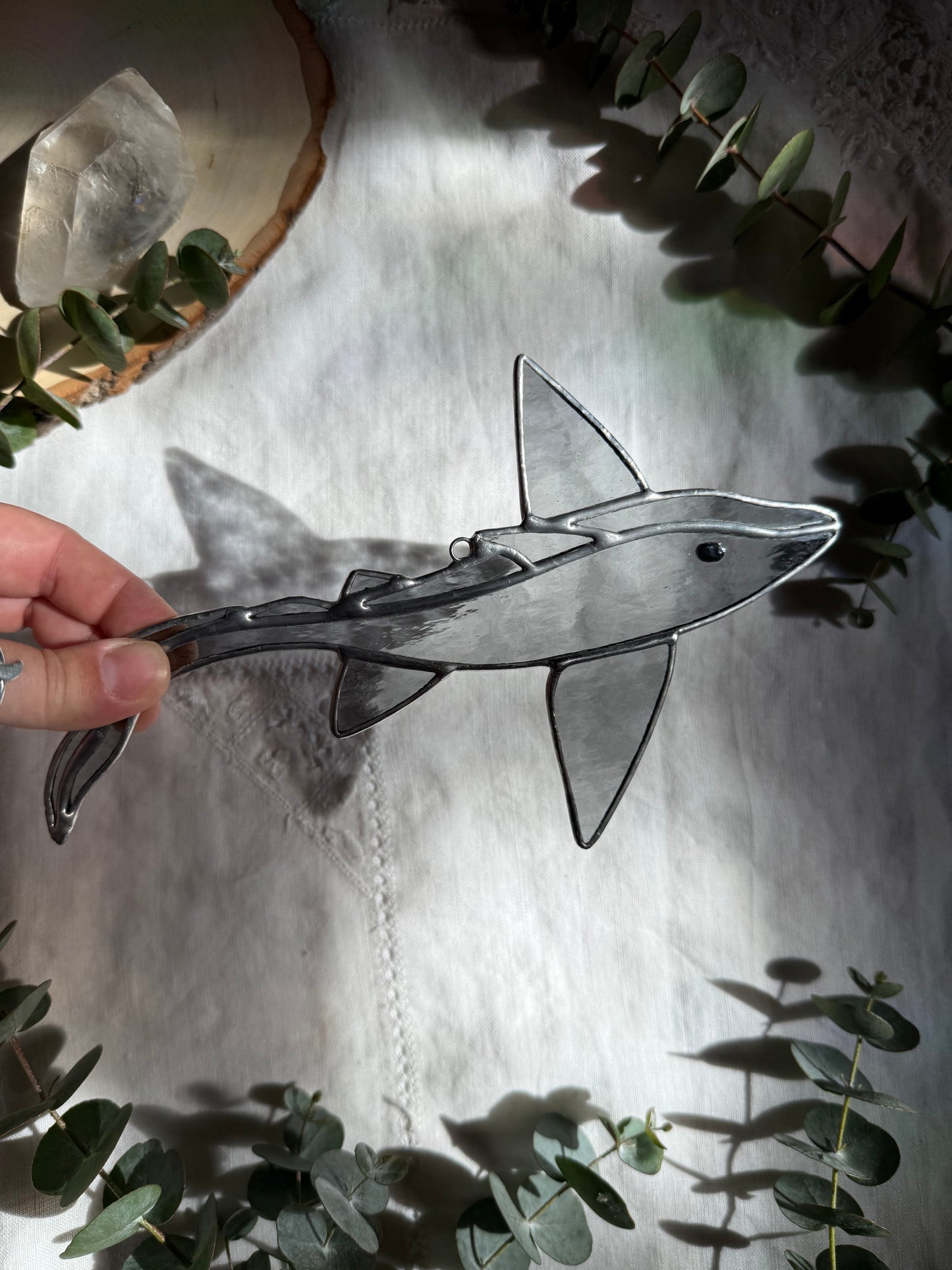 Pale Gray Ghost Shark