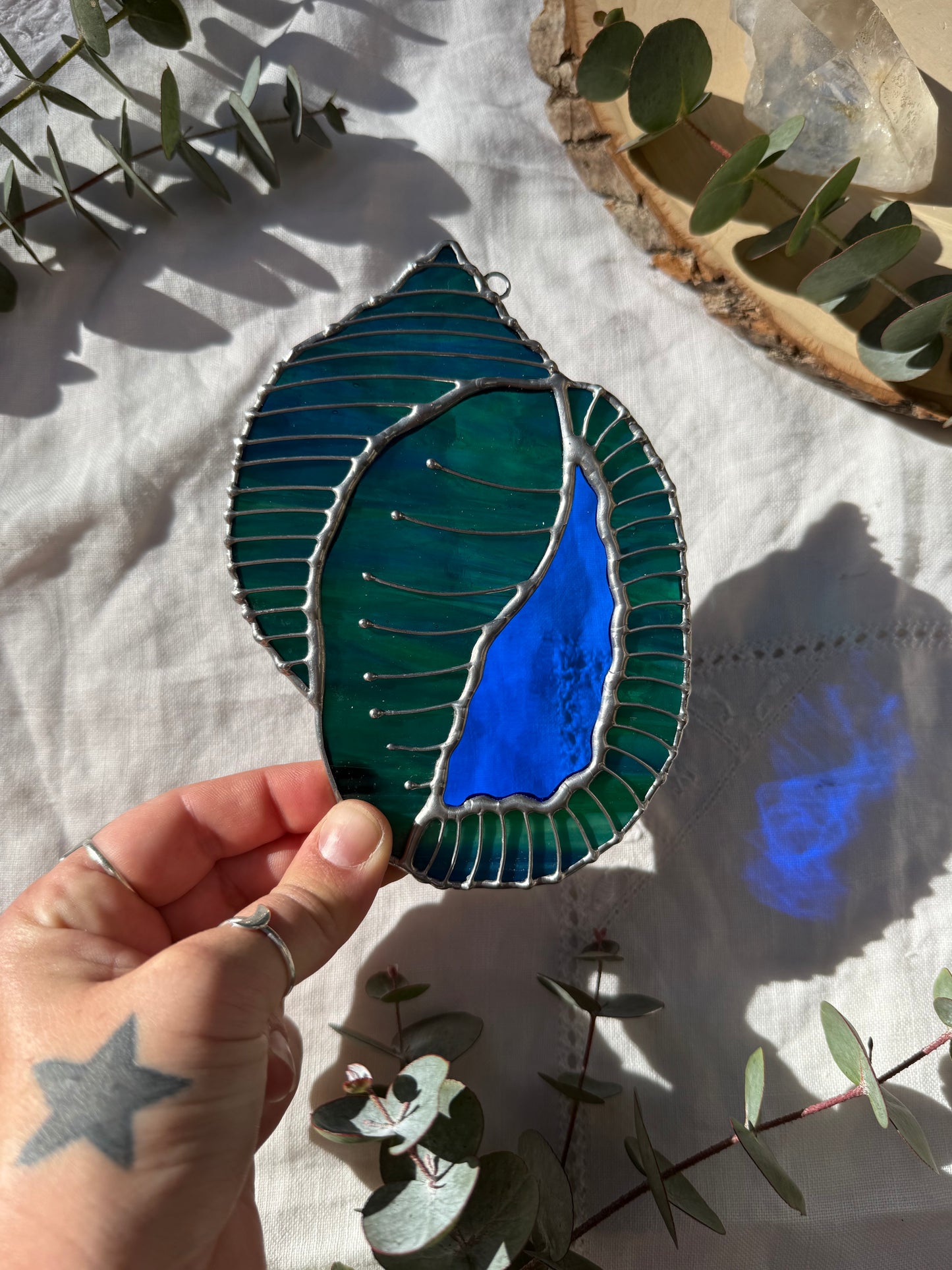 Blue-Green Scotch Bonnet Shell