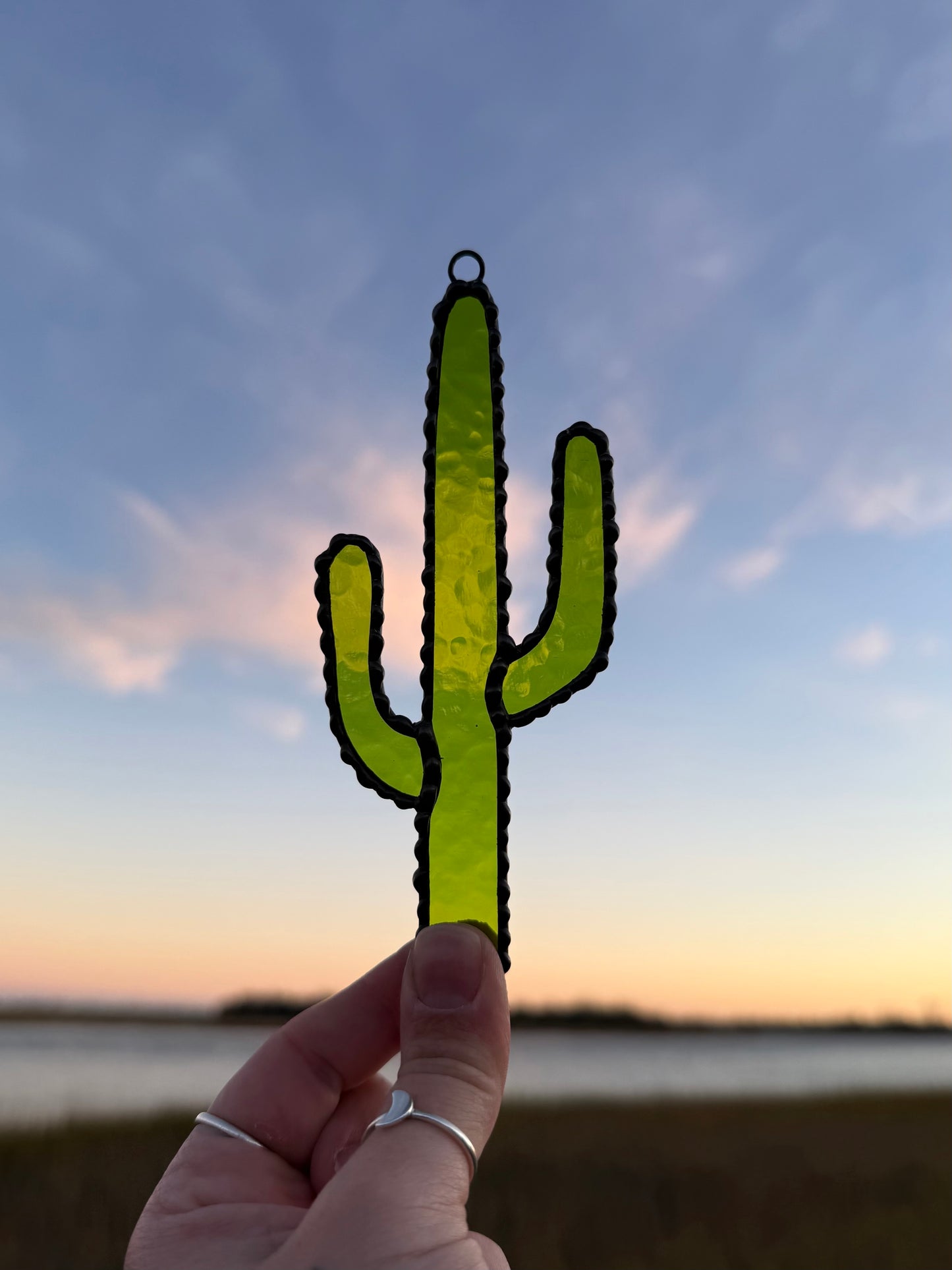 Saguaro Cactus