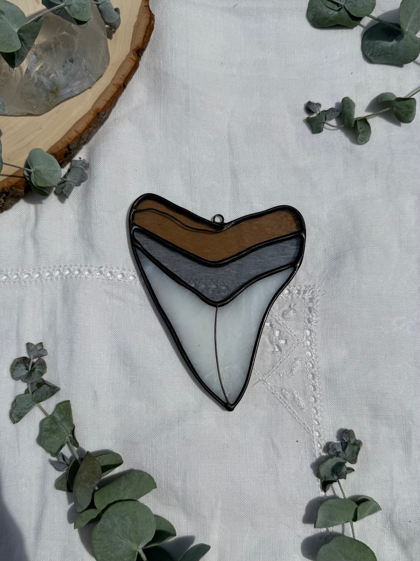 Megalodon Shark Tooth